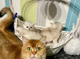 British Shorthair kittens*GCCF*