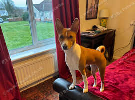 Basenji girl