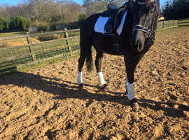 Tb gelding