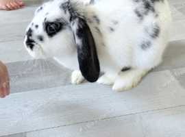 house rabbit and full set ups - reluctant bunny and full set ups