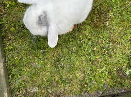 Mini lop male