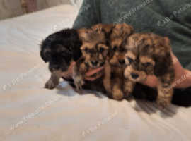 Lhasapoo 2 little boys left (REDUCED)