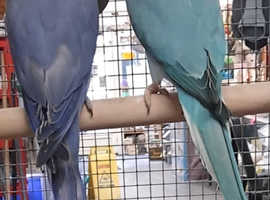 Baby Ringneck Parrots...Blue Green
