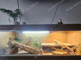 Male Bearded dragon with set up