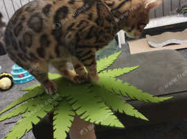 7 month old bengal female cat been spayed and fully vaxanated been wormed and flead and chipped