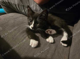 Male kitten looking for a family
