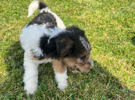 ready to go fox terriers