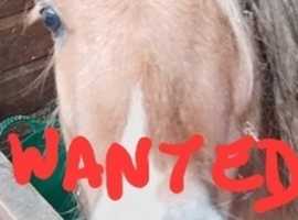 Spotted/Spot Bred Small Pony 2025 Weanling Wanted
