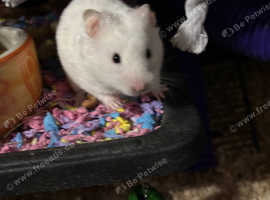 Hamster