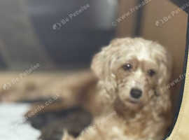 Cockapoo puppies