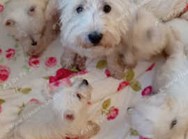 West Highland terrier puppies