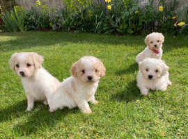 Cavachon Puppies