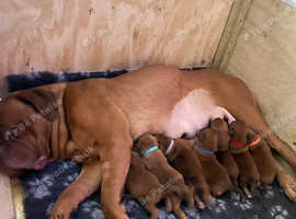 Dogue de Bordeaux Puppies
