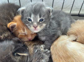 Full breed maine coon kittens