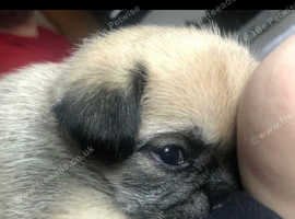 fawn and black pugs
