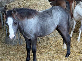Welsh sec a type foal