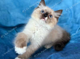 GCCF Reg. Big Blue Eyes FLUFFY Ragdoll Kittens