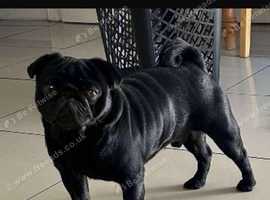 6 KC registered pug puppies