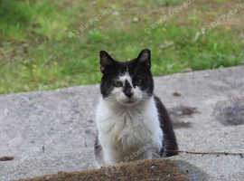 Missing female black and white small cat Maryport in Maryport