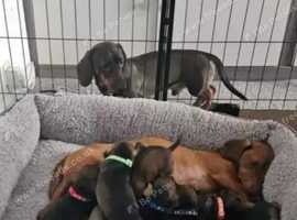 Dachshund puppies for sale
