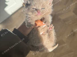British short hair munchkin kittens standard & non standard / long & short hair