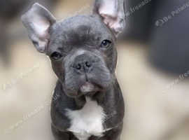 FRENCH BULLDOG X BOSTON TERRIER