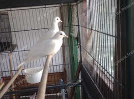 Doves
