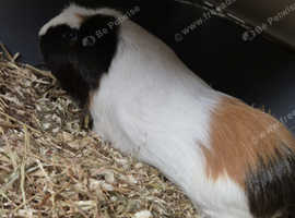 2 Male Guinea Pigs