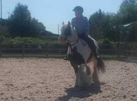 12 yr old mare