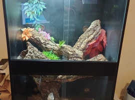 Frilled dragon and set up for sale