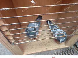 Bair piegon Pakistani.