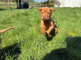 Adorable Hungarian Vizsla Puppies