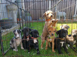 Deerhound suluki collie bull greyhound