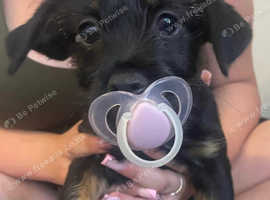 Beautiful Girl Looking for her forever Home