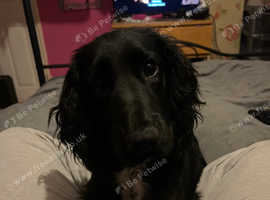 6 month old springer