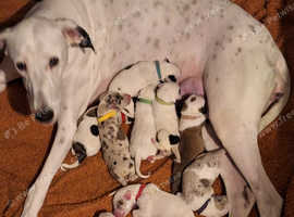 Saluki lurcher puppies ready now for sale