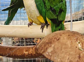Baby Yellow Thighed & Black Headed Caique