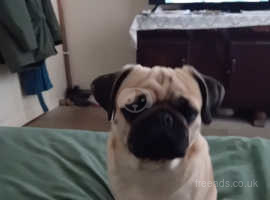 2 year old deals pug for sale