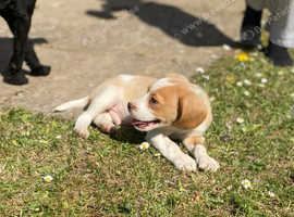 Beagle x spaniel