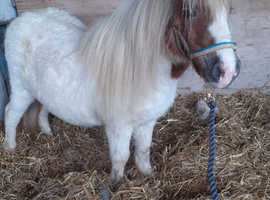 Mini shetland pony