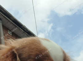 King Charles Cavalier  girl