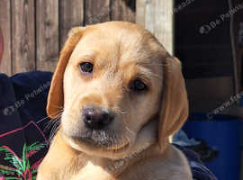 3 beautiful labrador puppies