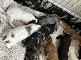 8 rainbow litter miniature poodles