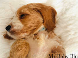Miniature Australian Labradoodle puppies