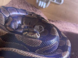 Beautiful Royal python