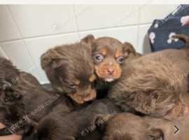Jack Russell x spaniel puppies