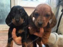 Dachshund Dogs And Puppies For Sale And Rehome In Monmouthshire
