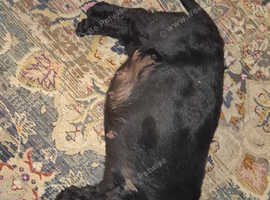 Scottish Terrier