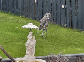 owls for sale scotland