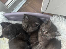 Bsh kittens